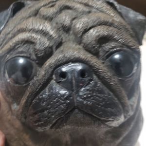 Pug face wall hanging